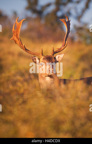 Eine wilde männliche Damhirsche im morgendlichen Sonnenlicht. Fotografiert im Herbst in der Brunft Saison in den Niederlanden. Stockfoto