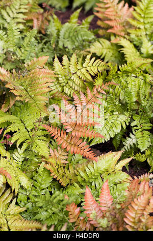 Dryopteris Erythrosora Wedel. Stockfoto