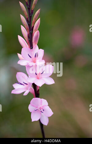 Watsonia versfeldii Blumen Stockfoto