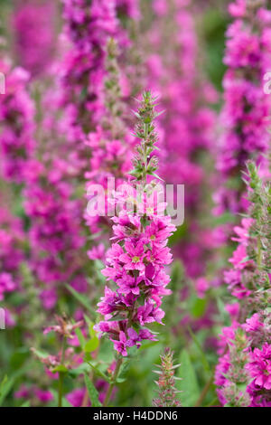 Lythrum Salicaria 'Feuerkerze' Blume. Stockfoto