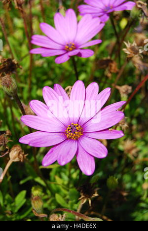 lila Blüten, afrikanische Gänseblümchen Stockfoto