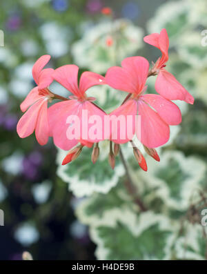 hübschen rosa Blüten, Geranium Stockfoto