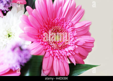 Blumenstrauß mit rosa und weißen Gerbera Blumen Stockfoto