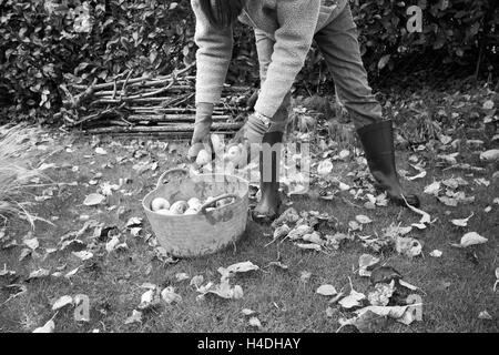 Weibliche Gathering Windfall Bramley Äpfel in einem Garten Trug. Stockfoto