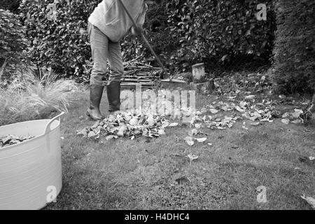 Frau in einem Garten sammeln gefallener Herbst Blätter mit einer Harke. Stockfoto