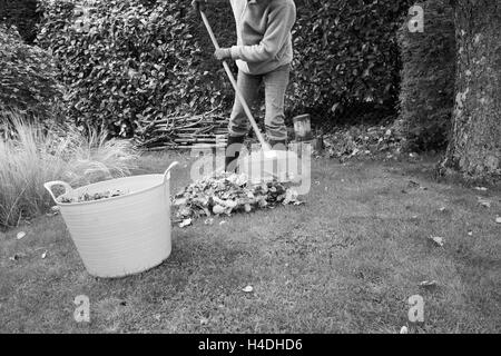 Frau in einem Garten sammeln gefallener Herbst Blätter mit einer Harke. Stockfoto