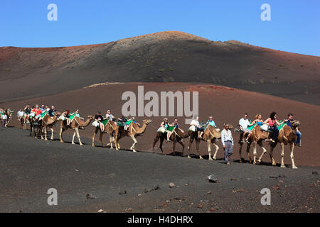 Dromedar Reiten für Touristen in den National park Timanfaya, Parque Nacional de Timanfaya, Montañas del Fuego Feuer Berge, Lanzarote, Kanarische Inseln, Spanien Stockfoto