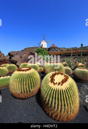 Echinocactus Grusonii, Gofio-Mühle, Kakteengarten Jardín de Cactus mit Guatiza, Lanzarote, Kanarische Inseln, Spanien Stockfoto