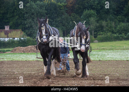 Shire-Pferde Pflügen Weald und Downland Freilichtmuseum, Landschaft Herbstshow, Singleton, Sussex, England Stockfoto