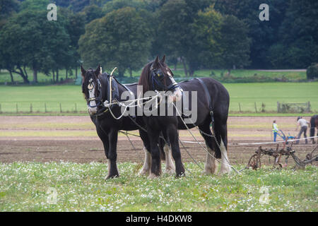 Shire-Pferde Pflügen Weald und Downland Freilichtmuseum, Landschaft Herbstshow, Singleton, Sussex, England Stockfoto