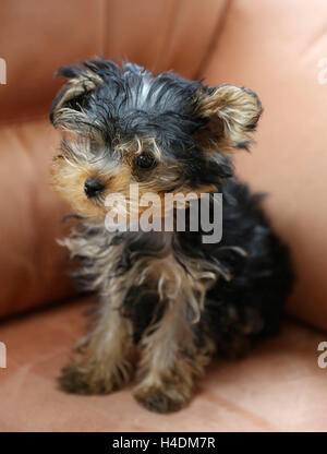 Yorkshire Terrier Mini Toy, Welpen, 12 Wochen alt, sitzt auf sofa Stockfoto