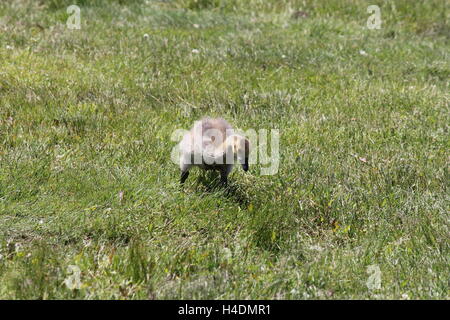 Fuzzy kleinen Gänsel (Kanadagänse) ca. 1 Monat alt, auf der Wiese spielen und auf Nahrungssuche, Stockfoto