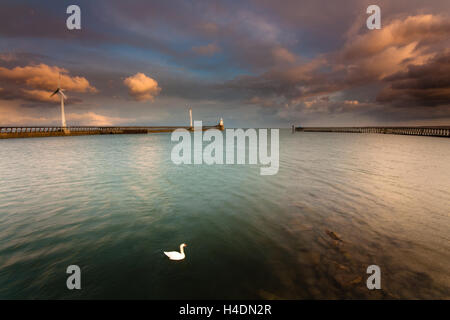 Ein weißer Schwan im Hafen von Blyth Piers und Leuchtturm mit ein Sturmtief hereinkommen an der Northumberland Küste Stockfoto
