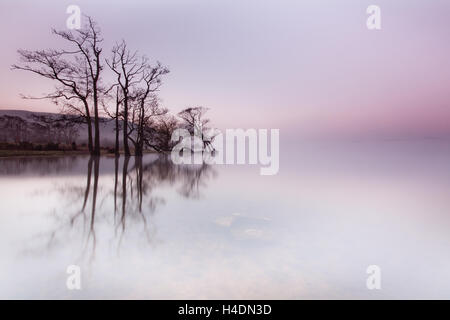 Reihe von Bäumen am Ufer des Ullswater See im englischen Lake District im Winter an einem schönen nebligen Morgen Stockfoto
