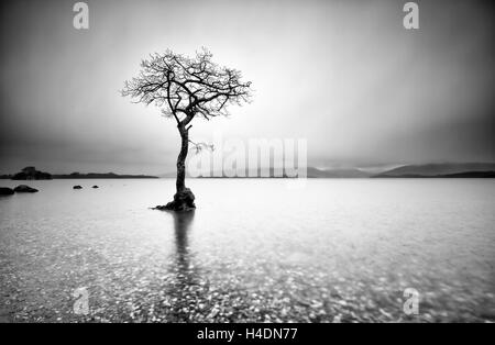 Einsamer Baum im Wasser in Mallaig Bay am Ufer des Loch Lomond in den schottischen Highlands an einem Wintertag mit Schnee-Sturm Stockfoto