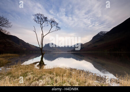 Einsamer Baum am Ufer des Buttermere-See im englischen Lake District an einem Winterabend Stockfoto