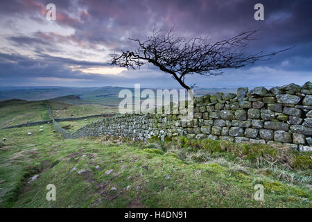 Windgepeitschten einsamer Baum am Hadrianswall in der Abenddämmerung, Römisches Reich, Northumberland Stockfoto