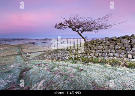 Windgepeitschten einsamer Baum am Hadrianswall an einem frostigen Morgen mit einem rosa Sonnenaufgang Himmel, Römisches Reich, Northumberland Stockfoto