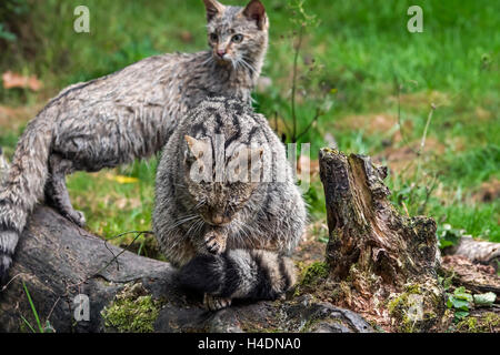 Europäische Wildkatze (Felis Silvestris Silvestris) Pflege Fell mit einweichen nasse junge im Wald Stockfoto