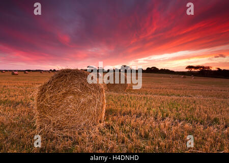 Heuballen in einem Weizenfeld unter einem feurigen roten Sonnenuntergang Himmel in Northumberland zur Erntezeit Stockfoto