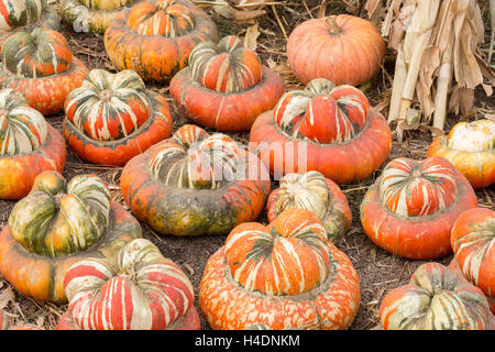 Turban-Squash im Kürbisbeet in Nordkalifornien Stockfoto