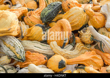 Herbst Flügel auf ein Pumpkin Patch stehen in Nordkalifornien Stockfoto