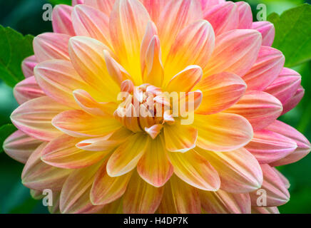 Dahlie "Blooms Irene" Stockfoto