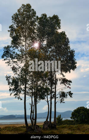 Flankiert durch den Wind an der Küste des Golf von Biskaya, Meer Baum, Regatón Strand, Colindres, Spanien, Europa. Stockfoto