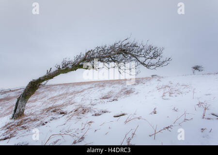 Einsame Wind fegte Baum im Schnee, nur nach Schneefall auf große Mell im englischen Lake District in der Nähe von Ullswater im Winter fiel Stockfoto