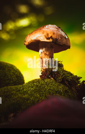 dunkle Pilze auf Moos mit einem nassen Hut auf unscharfen Hintergrund. Stockfoto