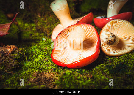 frische Pilze ubling weißen Bein liegend auf Moos. Stockfoto