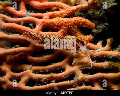 Unterwasser Foto von Hermissenda Crassicornis Nacktschnecken, Seeschnecke Stockfoto