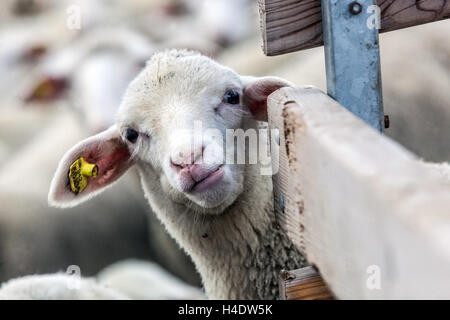 Schafkopf im Stift Holzzaun Schaffarm Viehhaltung Schafe Blick durch Zaun markiert Ohr Junge Schafe Tschechische Republik Europa Stockfoto