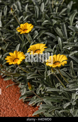 Blumen, Blüten, gelb, Gazanien, Mittag Gold Stockfoto