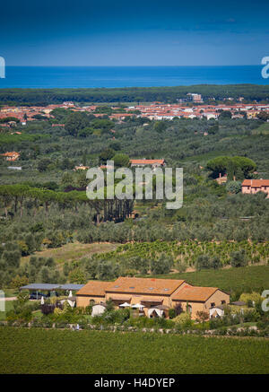 Lage Accattapane, Donoratico, Castagneto Carducci, im Vordergrund Podere Vignanova und Blick auf das Meer Stockfoto