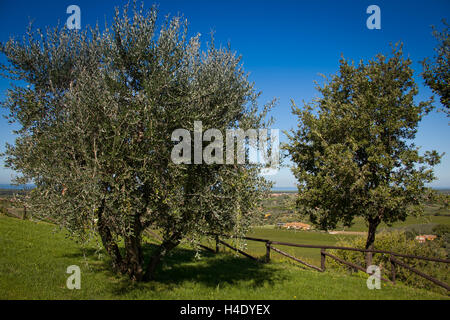 Lage Accattapane, Donoratico, Castagneto Carducci, Olivenhaine Stockfoto