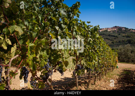 Lage Accattapane, Donoratico, Castagneto Carducci, Blick auf die Stadt von den Weinbergen Stockfoto