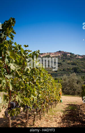 Lage Accattapane, Donoratico, Castagneto Carducci, Blick auf die Stadt von den Weinbergen Stockfoto