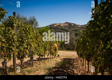 Lage Accattapane, Donoratico, Castagneto Carducci, Blick auf die Stadt von den Weinbergen Stockfoto