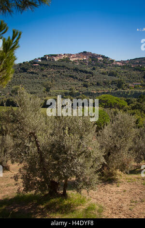 Lage Accattapane, Donoratico, Castagneto Carducci, Blick auf die Stadt von den Weinbergen Stockfoto