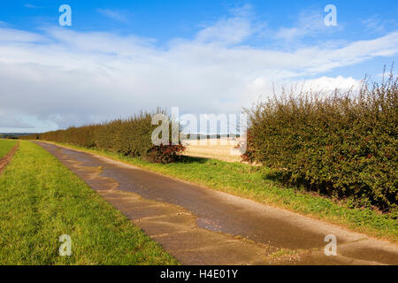 Eine Lücke in einer Weißdorn Hecke mit roten Beeren durch eine konkrete Feldweg auf die Yorkshire Wolds im Herbst. Stockfoto