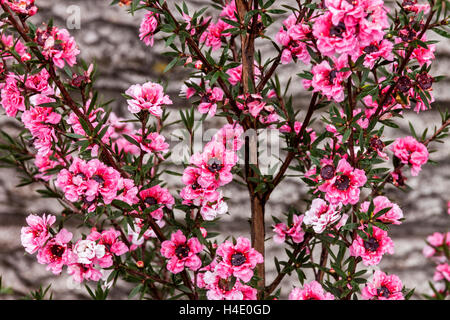 Abstrakte Nahaufnahme von kleinen rosa Blüten des australischen Teebusches Stockfoto