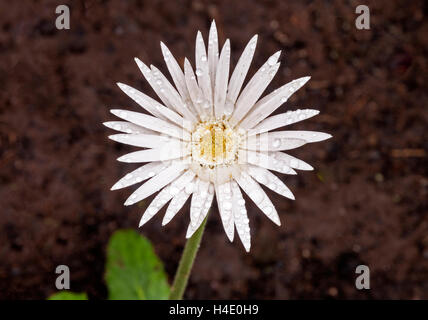 Nahaufnahme eines einzigen weißen Barberton Daisy Blume bedeckt mit Regentropfen im Garten Stockfoto