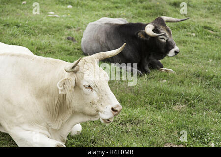 Bullen Stierkampf im Naturpark, Nutztiere Stockfoto