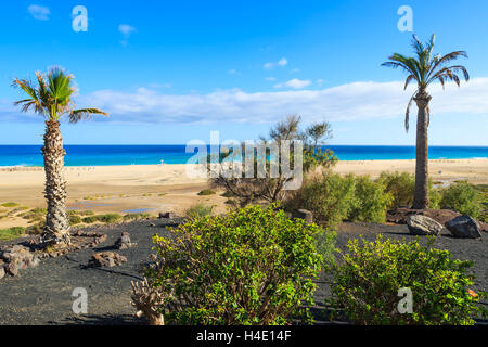 Palmen auf Morro Jable Promenade entlang dem Strand auf der Halbinsel Jandia, Fuerteventura, Kanarische Inseln, Spanien Stockfoto