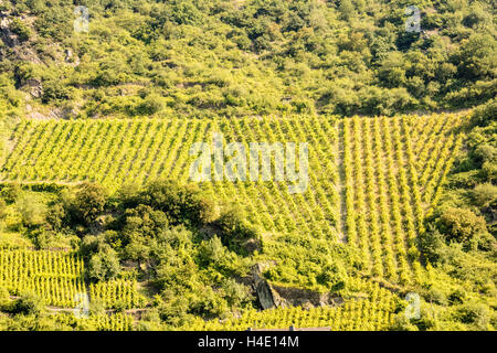 Steile Weinterrassen, Mittelrhein, Rheinland-Pfalz, Deutschland, Europa Stockfoto