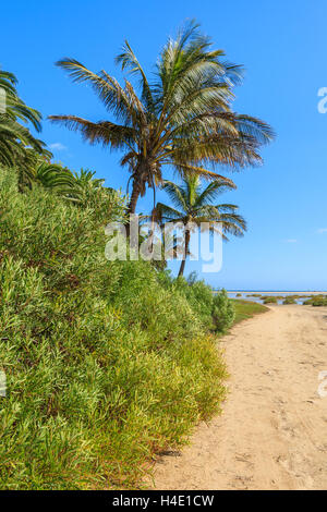 Palmen am Sotavento Strand Lagune auf Jandia Peninsula, Fuerteventura, Kanarische Inseln, Spanien Stockfoto