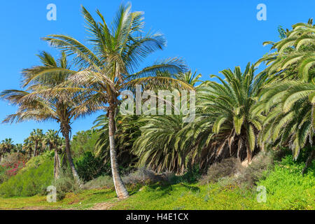 Palmen am Sotavento Strand Lagune auf Jandia Peninsula, Fuerteventura, Kanarische Inseln, Spanien Stockfoto