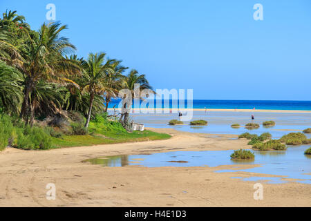 Palmen am Sotavento Strand Lagune auf Jandia Peninsula, Fuerteventura, Kanarische Inseln, Spanien Stockfoto