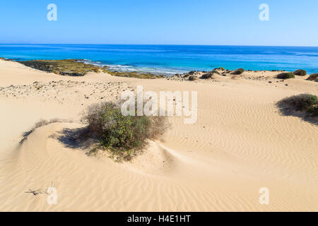 Sanddünen in Corralejo National Park und Blick auf Meer, Fuerteventura, Kanarische Inseln, Spanien Stockfoto